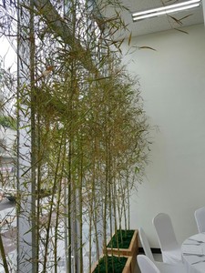 대나무조경 (실내)